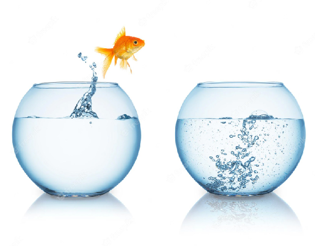 gold-fish-jumps-fishbowl-with-hot-water-isolated-white-background-taken-studio-with-5d-mark-iii_157125-11637-01
